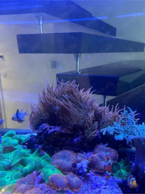 Anemonen, Korallen, Meerwasser Bild 3