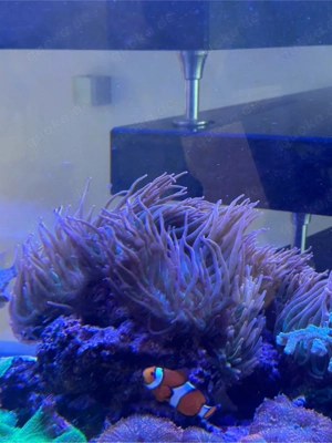 Anemonen, Korallen, Meerwasser Bild 4
