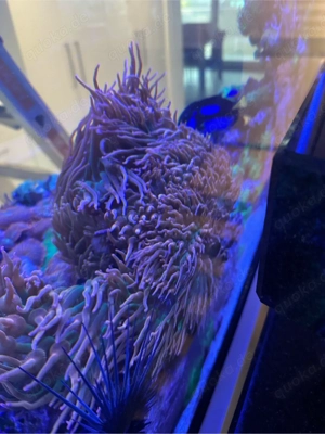 Anemonen, Korallen, Meerwasser Bild 5