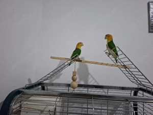 Rostkappen Papageien Paar