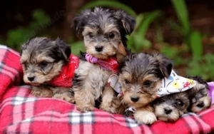 Yorkshire Terrier Welpen (11 Wochen) - Rüden & Hündinnen - Gesund & Geimpft