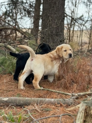 Labrador Retriever Welpen zur Adoption
