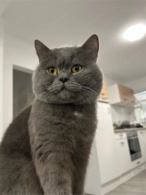 BKH Blue Deckkater Profi Reinrassig Blutgruppe A Britisch Kurzhaar