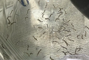 Meerwasser 1 Monate alt frisst Artemia leben