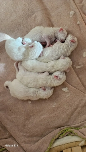 Heilige Birma Kitten