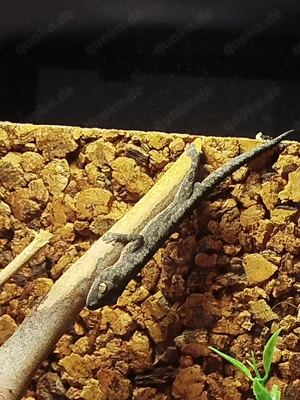 1.0 Strophurus spinigerus mit Terrarium + Technik