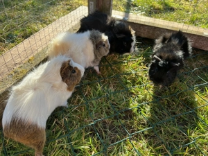 Meerschweinchen Männchen, Böckchen, 