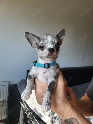 Reinrassiger Mini Chihuahua Rüde blue merle mit weißen Abzeichen 