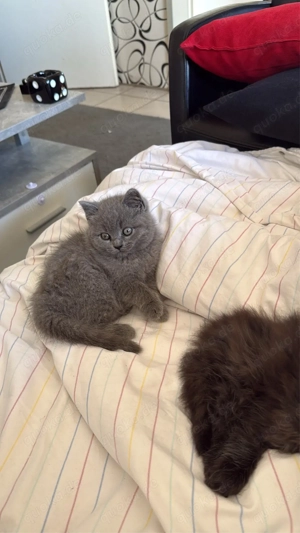 kitten zum verkaufen