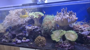 Meerwasser Aquarium Inhalt nur komplett  Bild 4