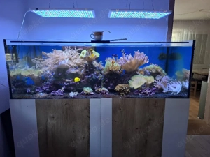 Meerwasser Aquarium Inhalt nur komplett  Bild 5