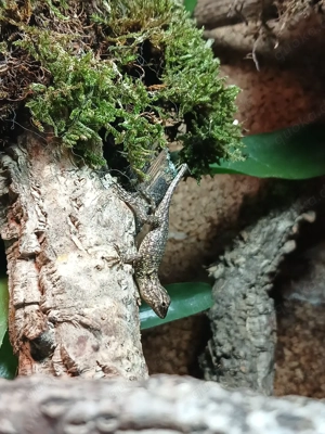 Malachit Stachelleguan Jungtiere