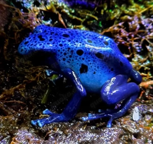 1.1 Dendrobates Tinctorius Azureus 