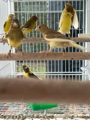 raza espanol zum abgeben.