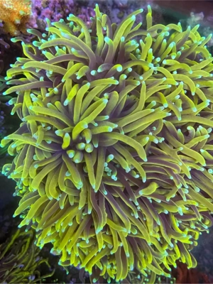 Meerwasser Korallen Ableger Sps Lps Steinkorallen