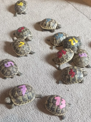 Junge Maurische Landschildkröten (Testudo graeca ibera) NZ aus 2024 und 2025 - Schildkröte