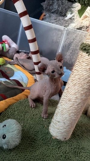 Elf Sphynx Kätzchen   nur noch 1 Junge frei!   