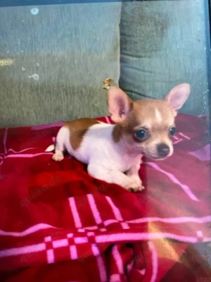 chihuahuas zu verkaufen