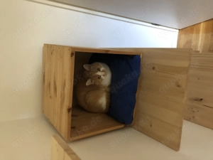 Zwei liebe Katzen abzugeben