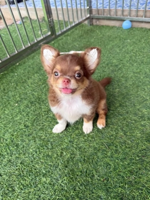 Drei Chihuahua-Welpen