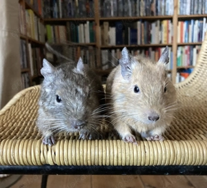 Zwei sehr zahme Degu-Böckchen