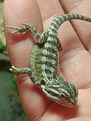 Bartagamen aus unserer Nachzucht 2026