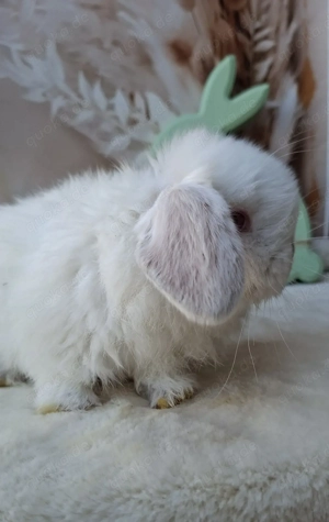 Minilop, Zwergwidder, Russe, Häsin, Jungtier Bild 4