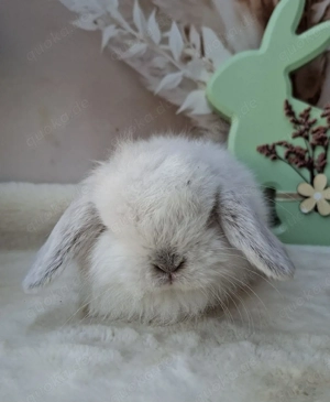 Minilop, Zwergwidder, Russe, Häsin, Jungtier Bild 2