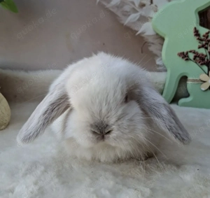 Minilop, Zwergwidder, Russe, Häsin, Jungtier