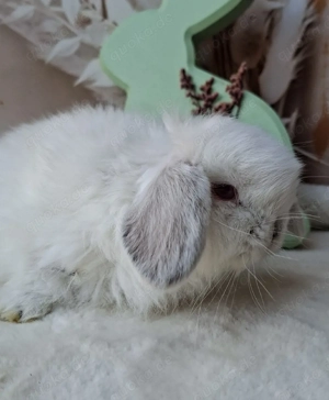 Minilop, Zwergwidder, Russe, Häsin, Jungtier Bild 3