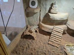 Bartagame + Terrarium 120x60x60