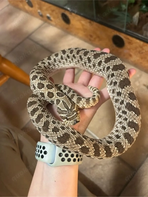 Hamm: 0.1 adult Arctic Hakennsennatter (Heterodon nasicus)