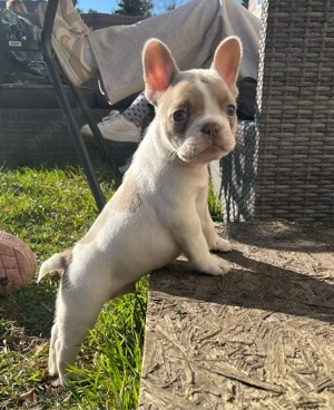 Französische Bulldoggen Welpen - typvoll