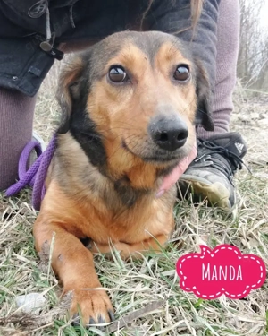 Manda, Alpenländische Dachsbracken Mix Hündin sucht dringend ruhiges Zuhause