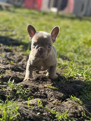 Französische Bulldoggen 