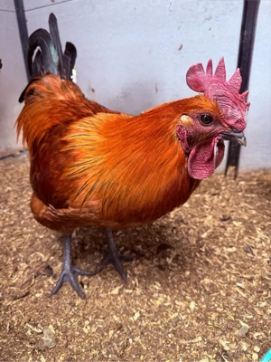 Bruteier von goldenen Ga H Mong Hühnern abzugeben