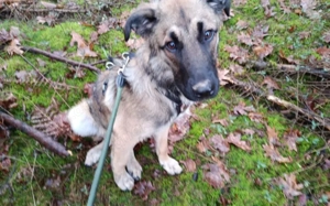 Scheues Hundekind Lucy sucht Heimat