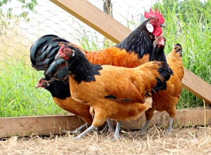 Bruteier von Zwerg-Vorwerk Hühnern abzugeben