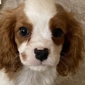 Cavalier King Charles Spaniel Welpen Papieren 