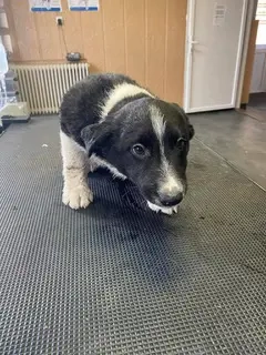 Budi, zzt. in Ungarn, ist ein typischer Welpe. Einfach zauberhaft, verspielt und freundlich.