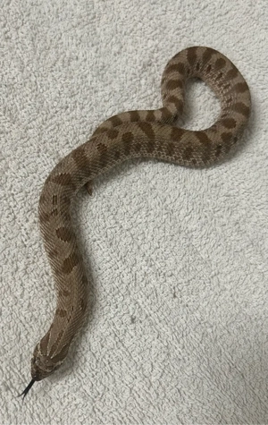 Hamm: 1.0 Tiger Conda 66% het. lavendar