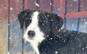 Liebevolle Livi sucht aktives Zuhause