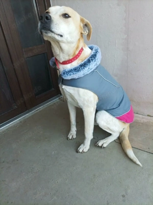 Bella sucht ein neues Zuhause