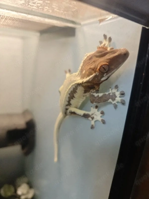 Kronengecko 