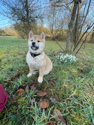 Shiba Inu Welpen