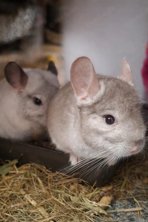 Chinchilla Böckchen 4 Monaten - nur zusammen