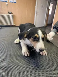 Büdi, zzt. in Ungarn, ist ein typischer Welpe. Einfach zauberhaft, verspielt und freundlich. 