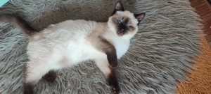  BKH  Seal  Point  Mädchen ! Reinrassig 