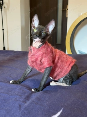 Süße Don Sphynx Kätzchen mit Schnurrhaaren