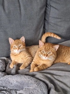 2 rote Tiger Hauskatzen w&m